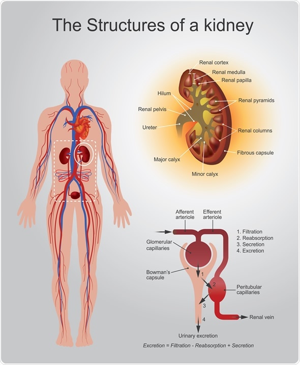 The kidneys. Image Copyright: Artwork studio BKK / Shutterstock